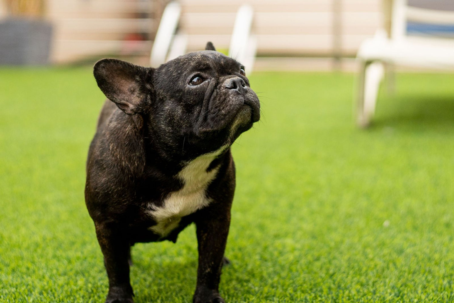 Dog Friendly Desert Landscaping: Best Rock and Turf for Las Vegas Pet Owners