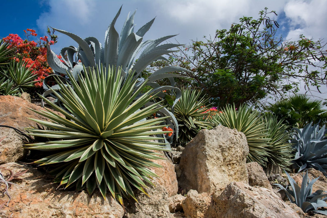 Landscaping on Caliche: How to Work With Las Vegas's Hard Desert Soil